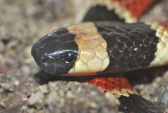 Central American Coral Snake photo 3
