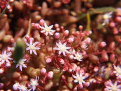 Sedum caeruleum
