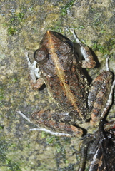 Craugastor aurilegulus