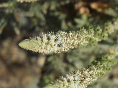 Reseda aucheri