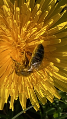 Apis mellifera