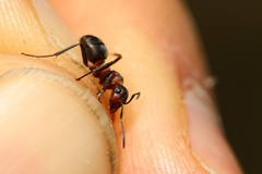 Formica lugubris