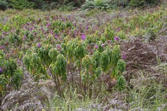 Dissotis princeps