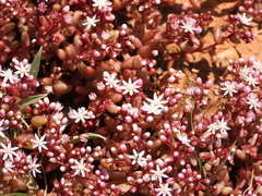 Sedum caeruleum