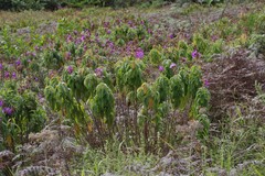 Dissotis princeps