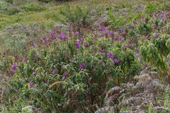 Dissotis princeps