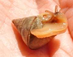 Conulinus