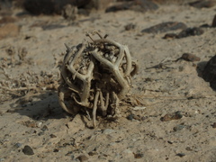 Anastatica hierochuntica