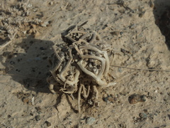 Anastatica hierochuntica