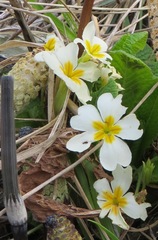 Primula vulgaris