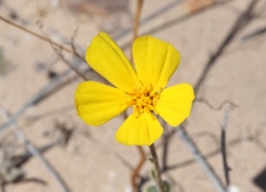 Geraea canescens