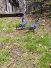 Columba livia