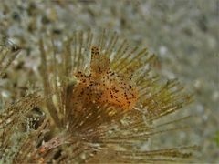 Thecacera