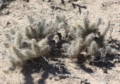 Grusonia kunzei