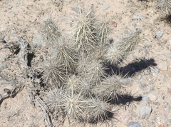 Grusonia kunzei