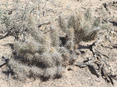 Grusonia kunzei