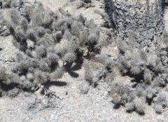 Grusonia kunzei