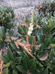 Prunus
