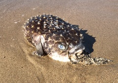 Cyclichthys spilostylus