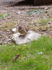 Passer domesticus