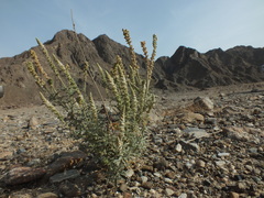 Reseda aucheri