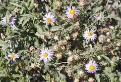 Leucosyris arida