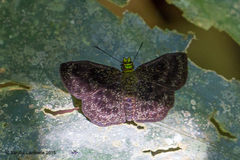 Staphylus chlorocephala