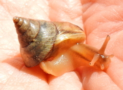 Conulinus