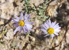 Leucosyris arida