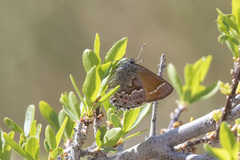 Callophrys loki