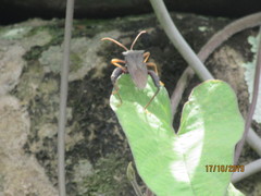 Camptischium