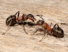 Formica lugubris