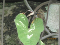 Camptischium