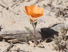 Sphaeralcea coulteri