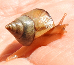 Conulinus