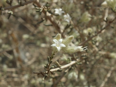 Plocama aucheri