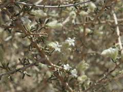 Plocama aucheri