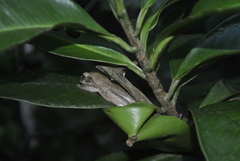 Smilisca baudinii