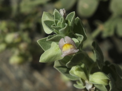 Schweinfurthia papilionacea