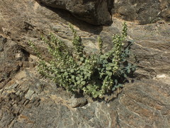 Schweinfurthia papilionacea
