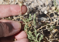 Leucosyris arida