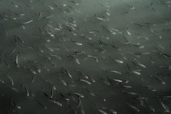 Pseudaspius hakonensis