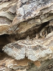 Costaconvexa