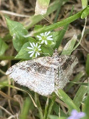 Costaconvexa