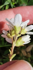 Saxifraga carpetana image