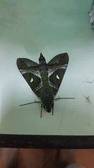 Nephele argentifera
