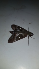 Nephele argentifera
