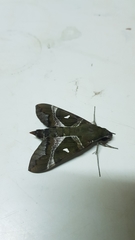 Nephele argentifera