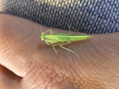 Tropidomantis tenera