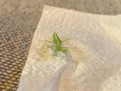 Tropidomantis tenera